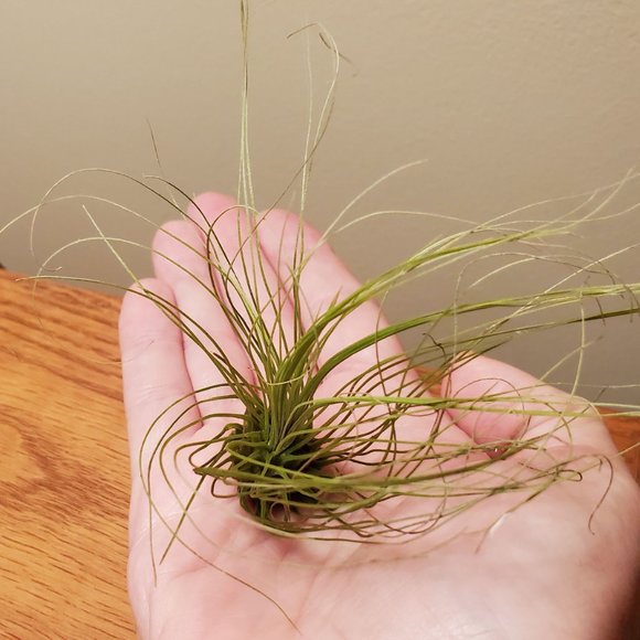 Air Plant, Tillandsia Argentea, Live Silver Leaf Airplant, Easy Houseplant - Picture 2 of 3